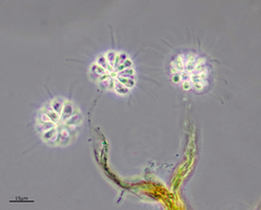 Anthophysa vegetans