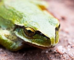 Gastrotheca marsupiata