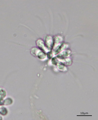 Anthophysa vegetans