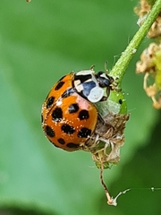 Harmonia axyridis