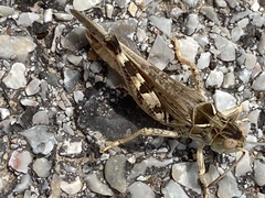 Dociostaurus maroccanus