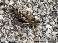 Dociostaurus maroccanus