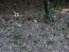 Tanacetum corymbosum achilleae