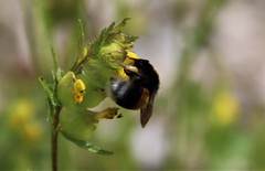 Bombus cryptarum