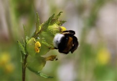 Bombus cryptarum