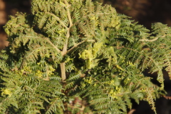 Eriophyes quadrifidus