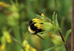 Bombus cryptarum