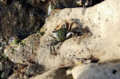 Pachygrapsus socius