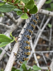 Hemileuca eglanterina