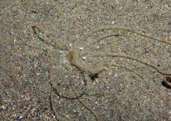 Halcampoides