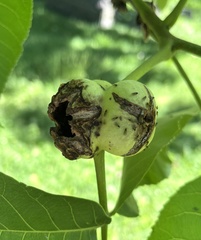 Phylloxera caryaecaulis