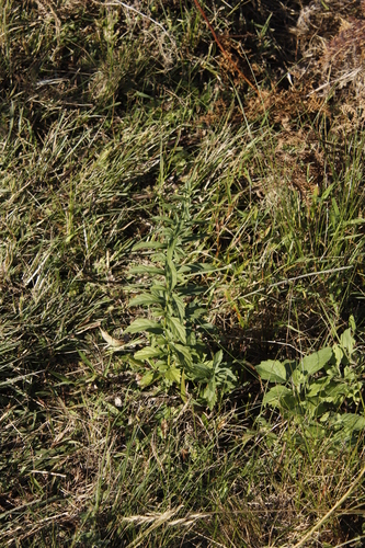 Image of Teucrium kraussii by (c) Tony Rebelo, some rights reserved (CC BY-SA)