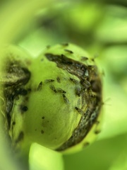 Phylloxera caryaecaulis