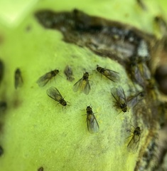 Phylloxera caryaecaulis