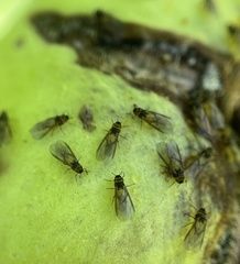 Phylloxera caryaecaulis