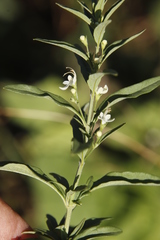 Teucrium kraussii