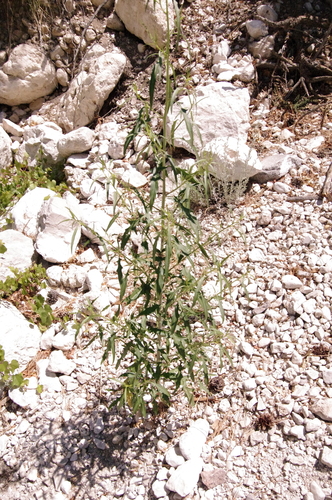 Image of Thelypodium wrightii by (c) Eric Knight, some rights reserved (CC BY)