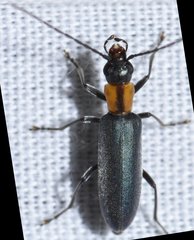 Oxycopis mcdonaldi