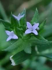 Sherardia arvensis