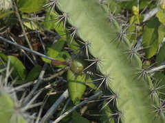 Stenocereus standleyi