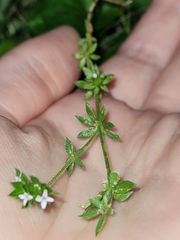 Sherardia arvensis