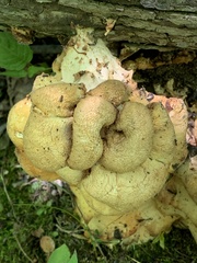 Pleurotus citrinopileatus