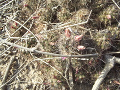 Mammillaria mazatlanensis