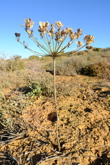 Cynorhiza typica