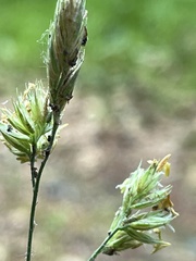 Dactylis glomerata lobata