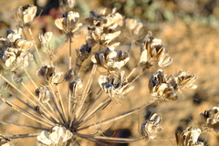 Cynorhiza typica