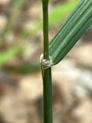 Dactylis glomerata lobata