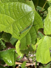 Catonephele acontius