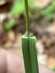 Dactylis glomerata lobata