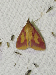 Ostrinia palustralis
