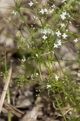 Galium pumilum