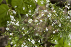 Galium pumilum