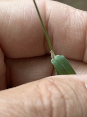 Dactylis glomerata lobata