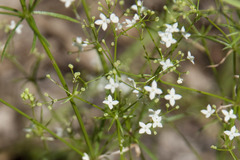Galium pumilum