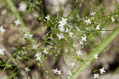 Galium pumilum