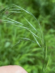 Bromus benekenii