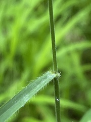 Bromus benekenii