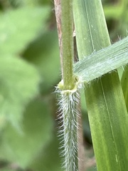 Bromus benekenii