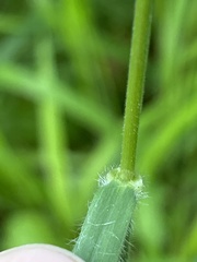 Bromus benekenii