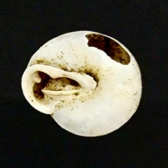 Inflectarius inflectus