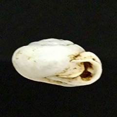 Inflectarius inflectus