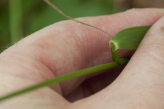 Festuca altissima