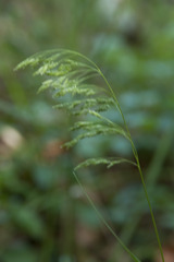 Festuca altissima