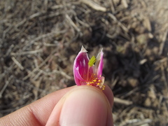 Mammillaria mazatlanensis