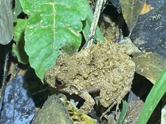 Oreobates quixensis