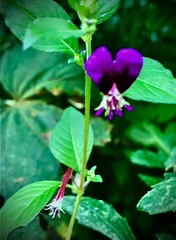 Cuphea calaminthifolia